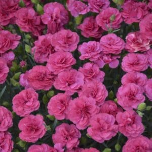 dianthus-double-bubble-1