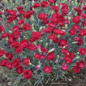 Dianthus Electric Red #1