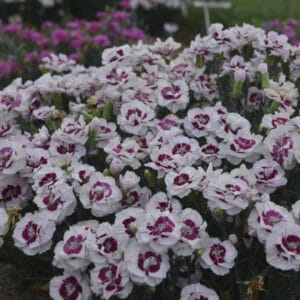 dianthus-kiss-and-tell-1