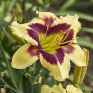 Daylily Star of the North #1