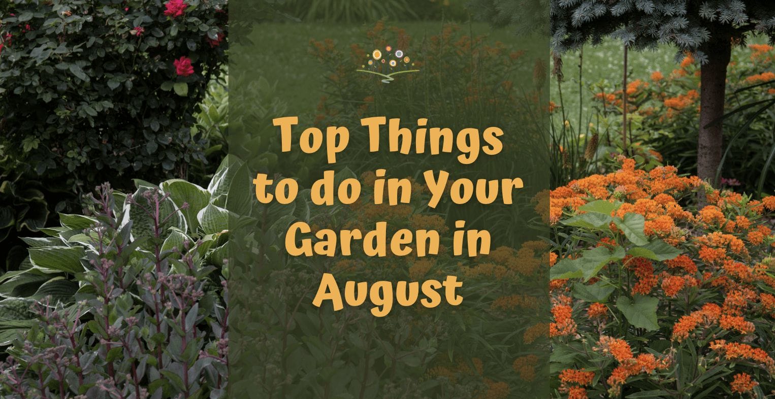 Top Things to do in your garden in August