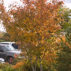 tree-serviceberry-aut-bril10