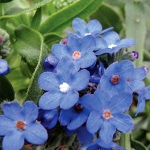 anchusa-blue-angle-4-5-pot