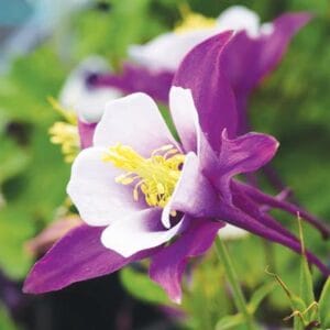 aquilegia-columbine-early-bird-purple-white-4-5