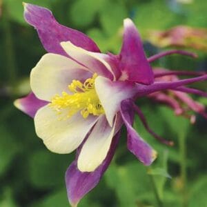 aquilegia-columbine-early-bird-purple-yellow-4-5