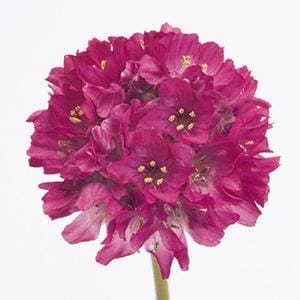 Armeria Morning Star Rose 4"