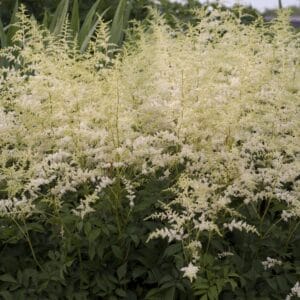 Astilbe Bridal Veil #1 - Image 2