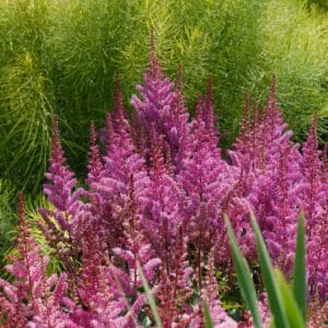 astilbe-maggie-daley-1