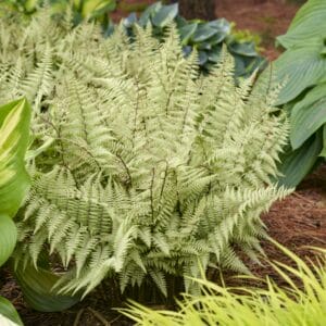 Fern Perennial #1