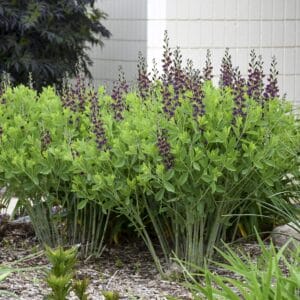 baptisia-grape-taffy-2