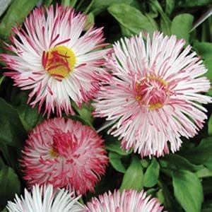 Bellisima Habanera White Red Top 4.5" Pot