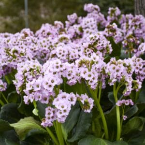 Bergenia Fairytale Rom #1 - Image 2