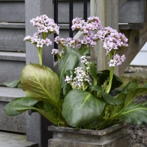 Bergenia Fairytale Rom #1