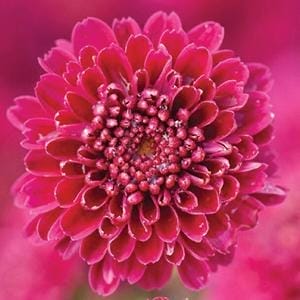 Mum Hardy Igloo Cool 4.5"