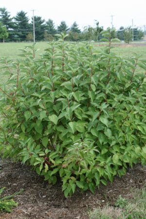 Cornus Dogwood Arctic Fire #1 - Image 2