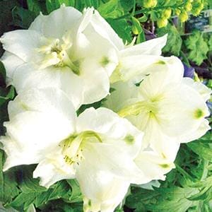 delphinium-magic-fountina-pure-white-1