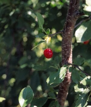 Tree Cherry Evans Bali #7