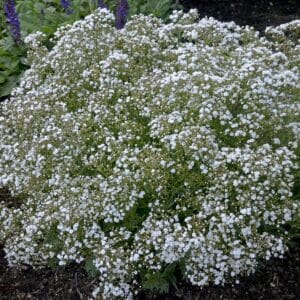 gypsophilia-festival-star-1pw