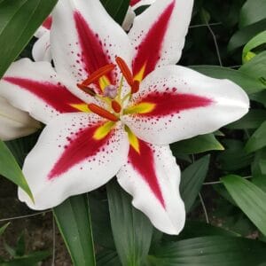 lily-oriental-1