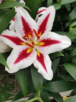 Lily Oriental #1