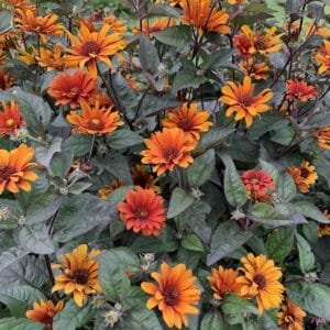 heliopsis-bleeding-hearts-1