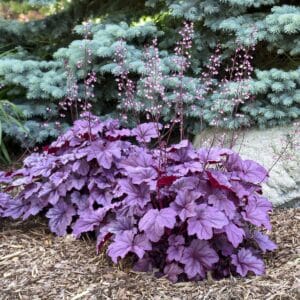 heuchera-pink-panther-1