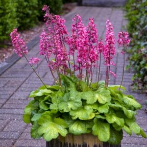 heuchera-timelss-glow-1