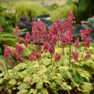 Heuchera Timelss Glow #1 - Image 2