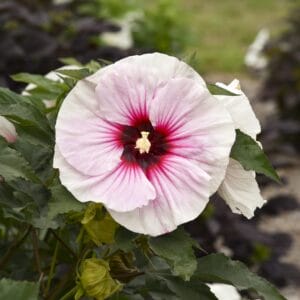 Hibiscus Hardy #3 - Image 7