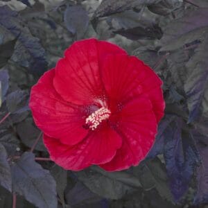 Hibiscus Hardy #3 - Image 3