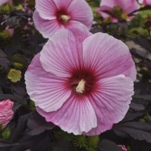 Hibiscus Hardy #3 - Image 2