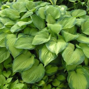 hosta-guacamole-1