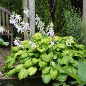 Hosta Guacamole #1 - Image 2