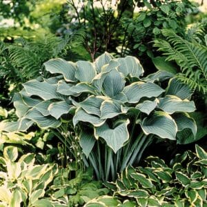 Hosta Regal Splendor #1 - Image 2