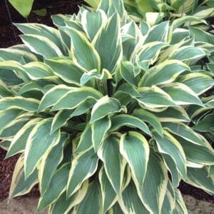 hosta-wolverrine-1