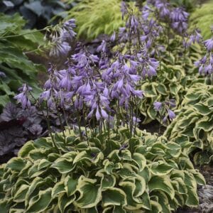 hosta-wrinkle-in-time-1