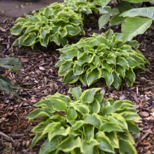 Hosta Wrinkle In Time #1 - Image 2