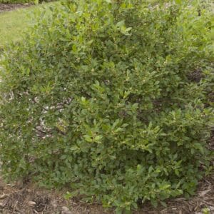 ilex-jim-dandy-male-winterberry-2-true