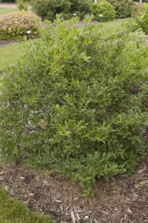 Ilex Jim Dandy Male Winterberry #2 True