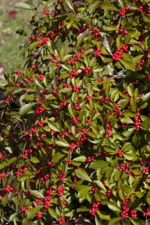 Ilex Red Sprite Female Winterberry #2 True