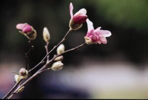 Magnolia Leonard Messel #3