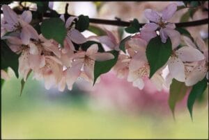 Pink Spires Flowering Crab #10