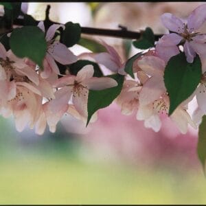 pink-spires-flowering-crab-10