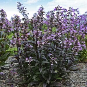 penstemon-blackbeard-1