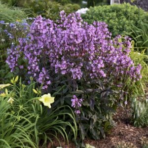 penstemon-midnight-masquerade-1-true