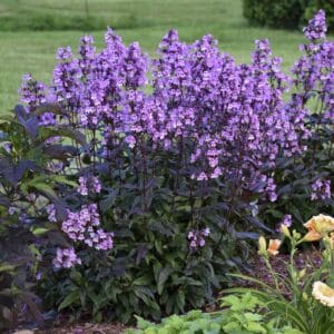 Penstemon Midnight Masquerade #1 True - Image 2