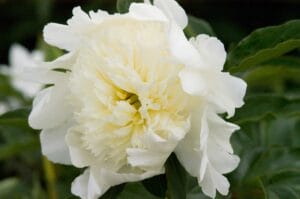 Peony Charlie's White #2 True