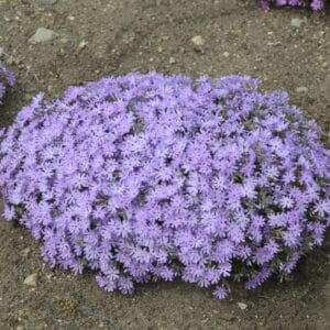 phlox-creeping-bedazzled-lavender-1