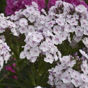 Phlox Party Girl #1 - Image 2