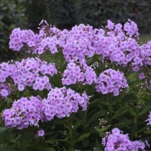 Phlox Uptown Girl #1 - Image 3